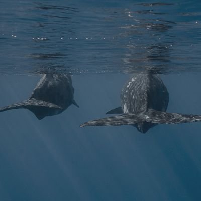 Guía didáctica de Cetáceos – Libro