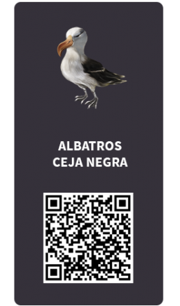 Tarjetas_Albatros ceja negra