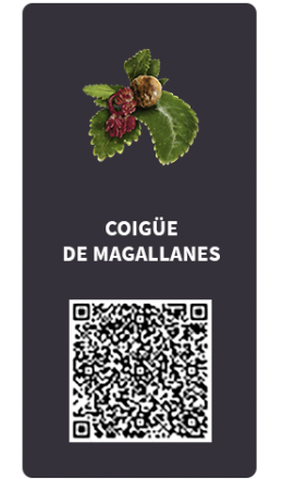 Tarjetas_Coigue de Magallanes_OK QR