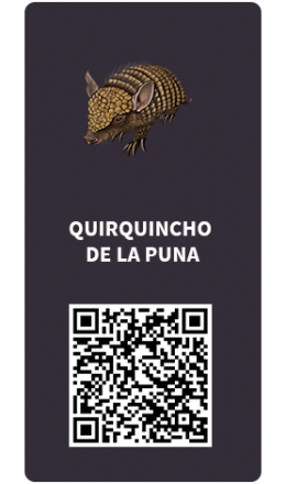 Tarjetas_Quirquincho-de-la-Puna