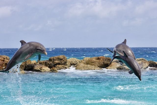 happy-dolphins-leap-three-dolphins-ocean-beach-2021-08-31-23-40-03-utc