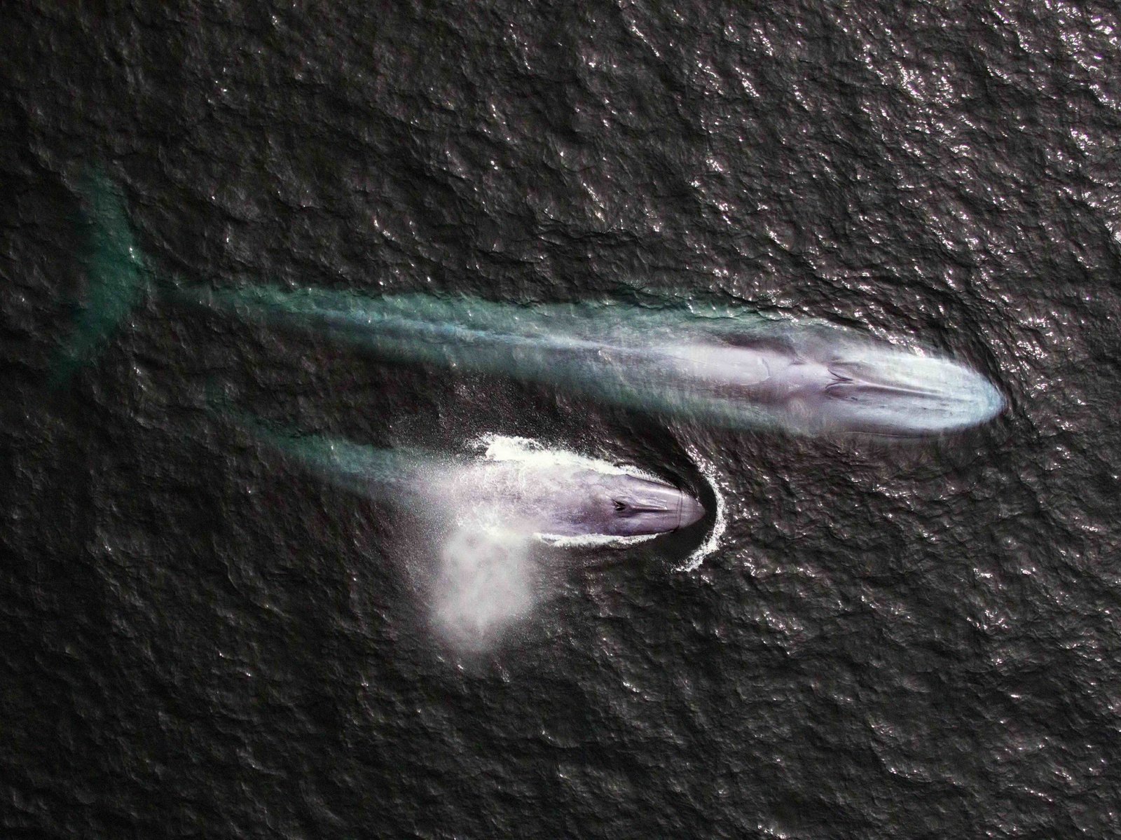 la-estrella-de-chiloe-buscan-proteger-a-las-ballenas-chilotas-con-un-sistema-de-boyas-inteligentes