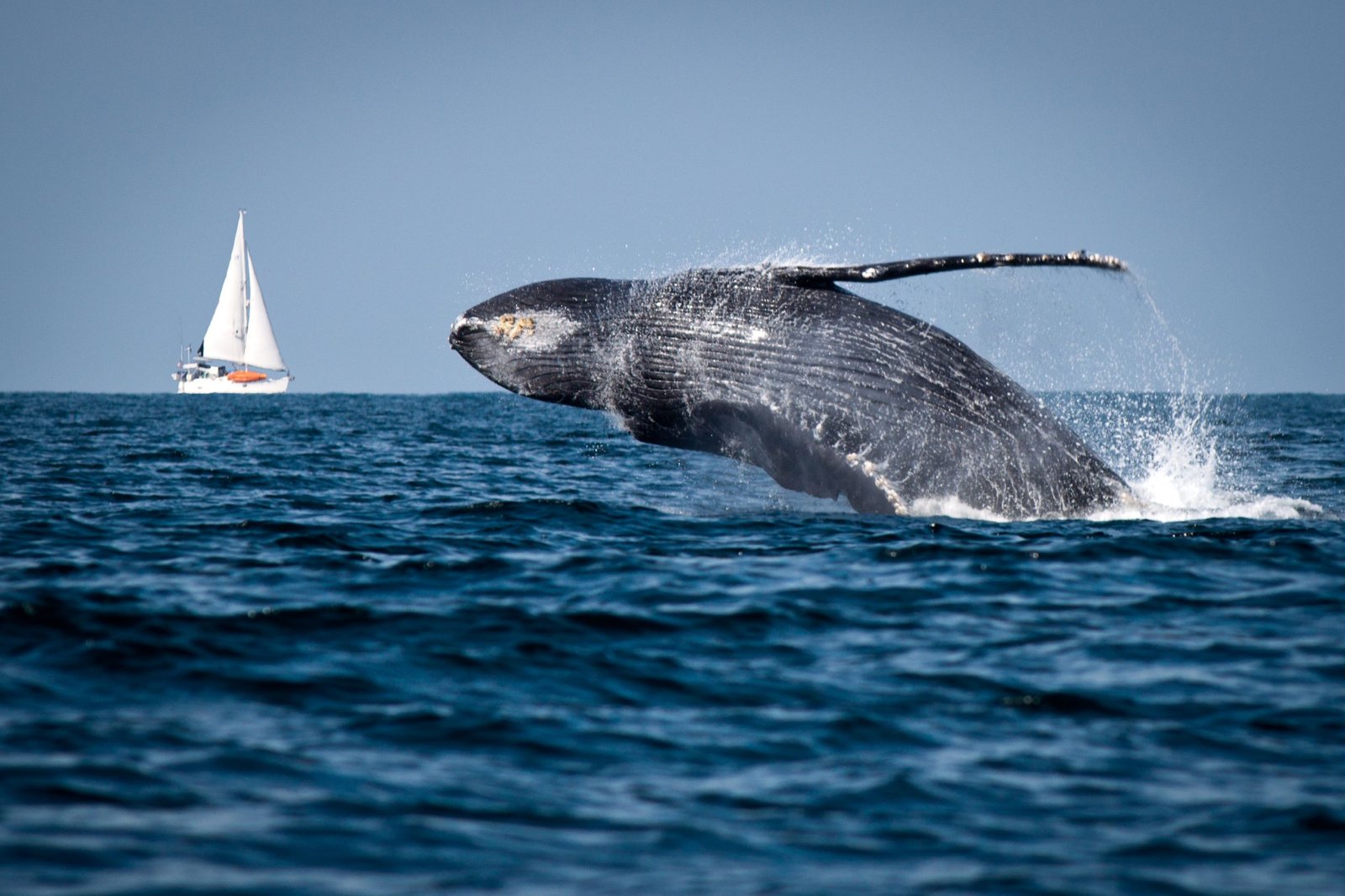 futuro-360-chile-es-el-primer-pais-latinoamericano-en-instalar-boyas-inteligentes-para-proteger-a-las-ballenas-y-al-medio-ambiente