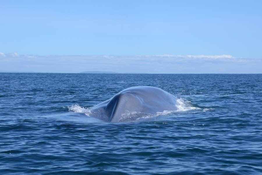 el-mercurio-de-antofagasta-boyas-monitorearan-rutas-de-ballenas-para-evitar-colisiones-con-los-barcos
