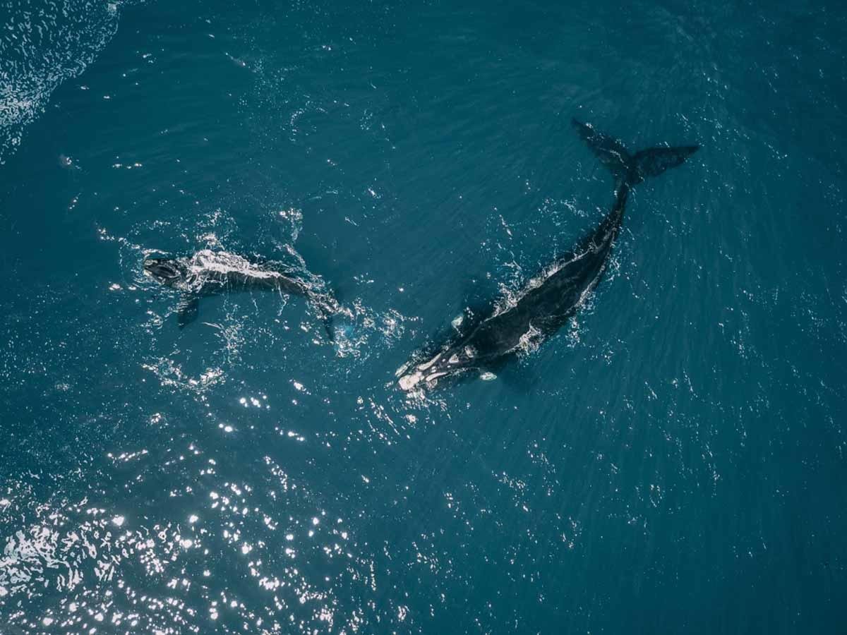 bioguia-buenas-noticias-nacieron-18-crias-de-ballenas-francas-en-peligro-de-extincion