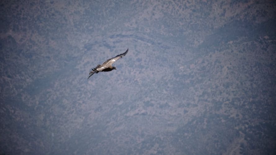 condor2