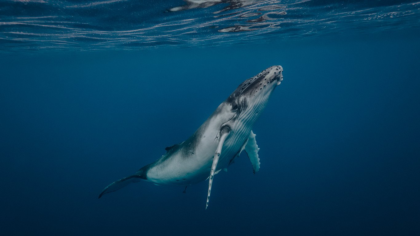 emol-conoce-the-blue-boat-initiative-el-proyecto-cientifico-para-proteger-a-las-ballenas