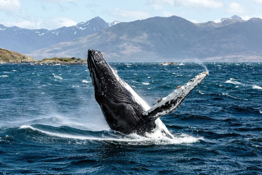 la-tercera-cuatro-ballenas-han-muerto-este-ano-por-colision-con-embarcaciones-campana-busca-visibilizar-peligros-que-enfrentan-cetaceos-en-chile