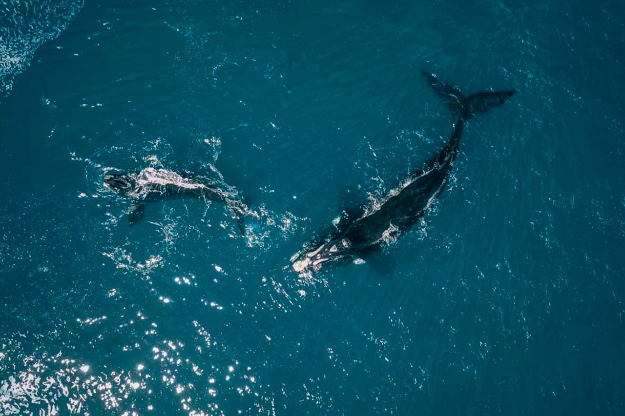 la-tercera-las-majestuosas-ballenas-que-rondan-las-costas-del-pais