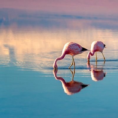 flamencos