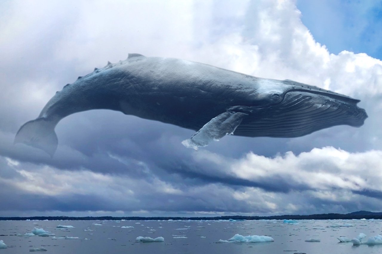 el-mercurio-boyas-inteligentes-permiten-proteger-a-las-ballenas-de-colisiones-con-los-barcos