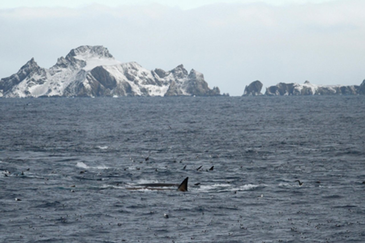 abc-descubren-150-ballenas-comiendo-juntas-en-la-antartida-por-primera-vez-en-decadas