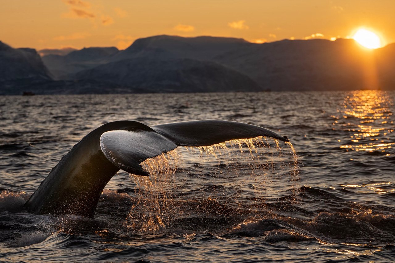 cnn-noise-pollution-is-killing-whales-but-this-technology-could-help