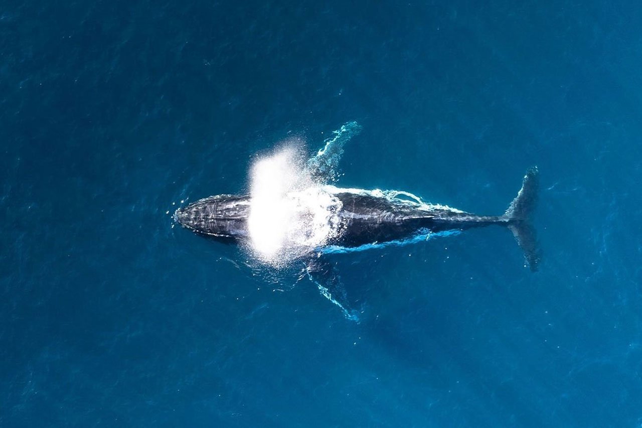 emol-protegiendo-a-las-ballenas-como-funcionan-las-boyas-inteligentes-puestas-en-marcha-en-chile