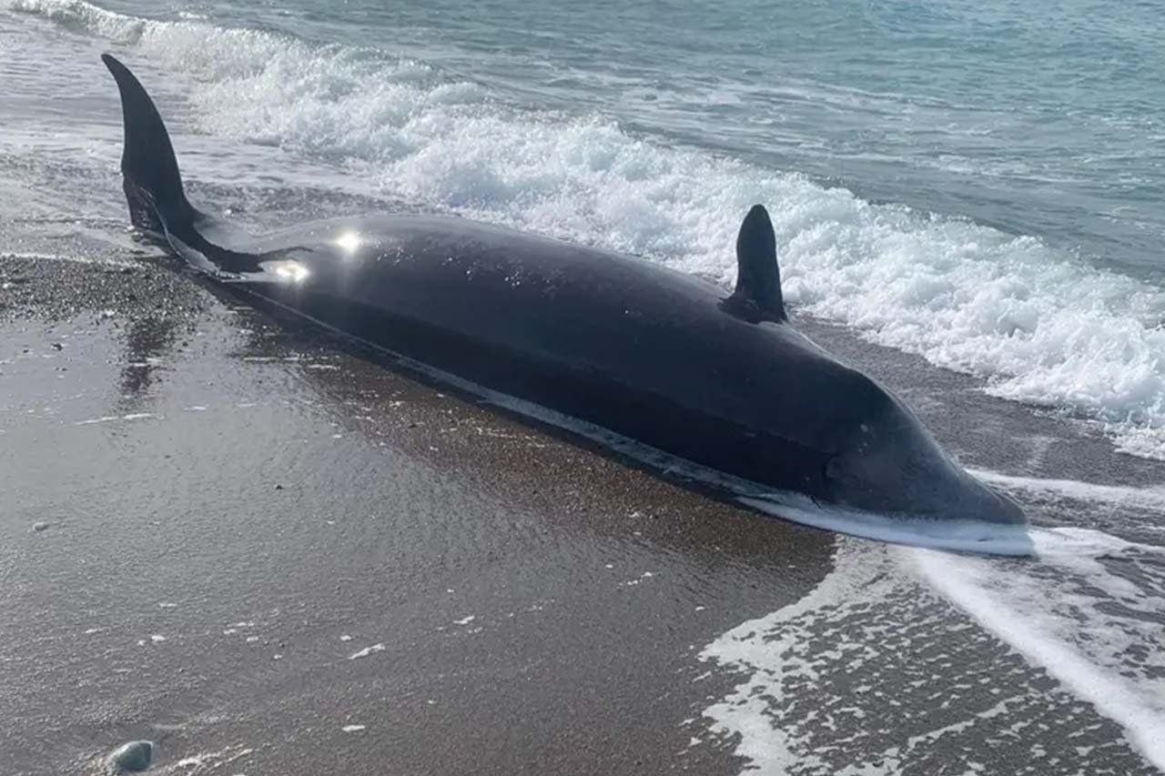 la-tercera-registran-manadas-de-ballenas-muertas-en-europa-como-consecuencia-del-terremoto-en-turquia