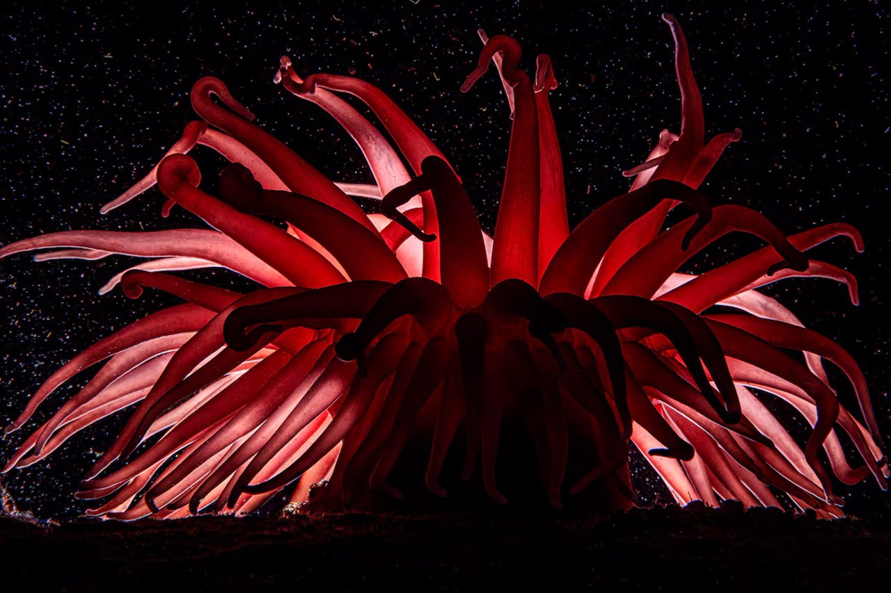 la-tercera-anemonas-corales-y-ofiuros-increibles-fotos-muestran-como-es-la-vida-en-el-fondo-marino-de-la-patagonia