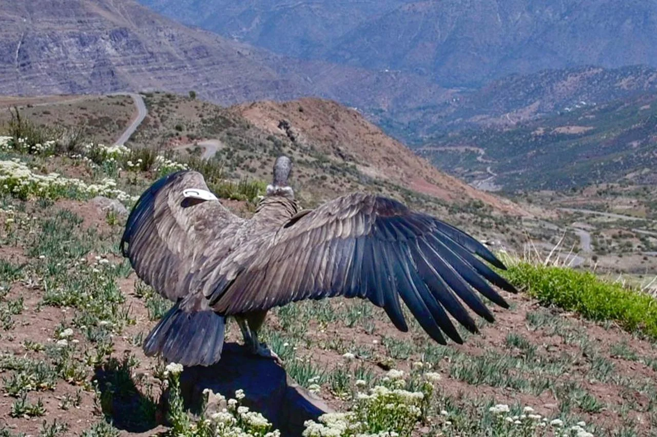 la-tercera-uno-no-podia-volar-y-el-otro-nacio-en-cautiverio-liberan-a-emblematica-especie-en-el-cajon-del-maipo