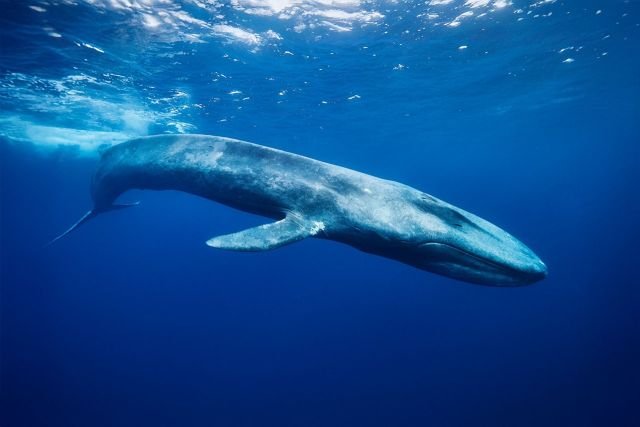 ballena