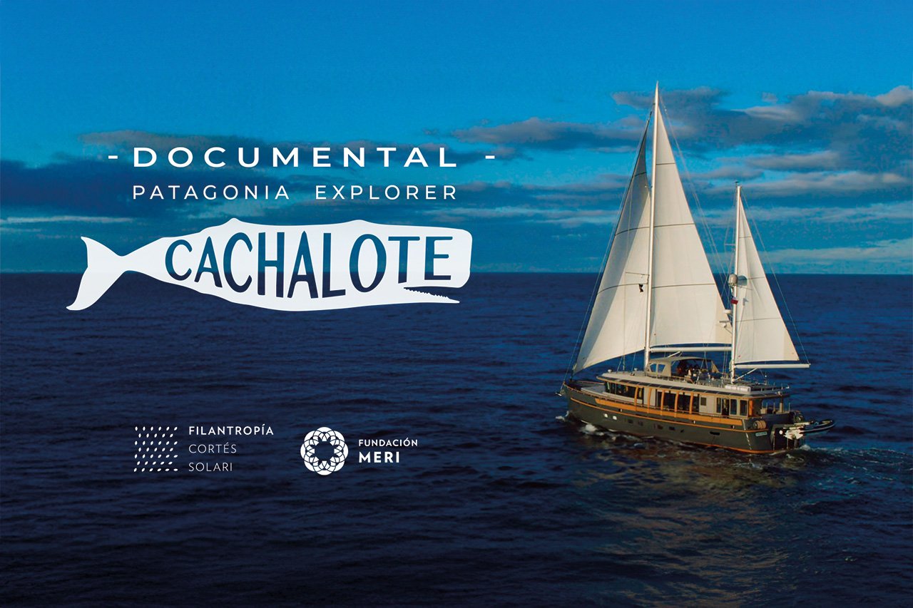 descubre-cachalote-patagonia-explorer